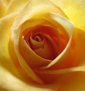 glowing gold rose photo by Robyn Beattie